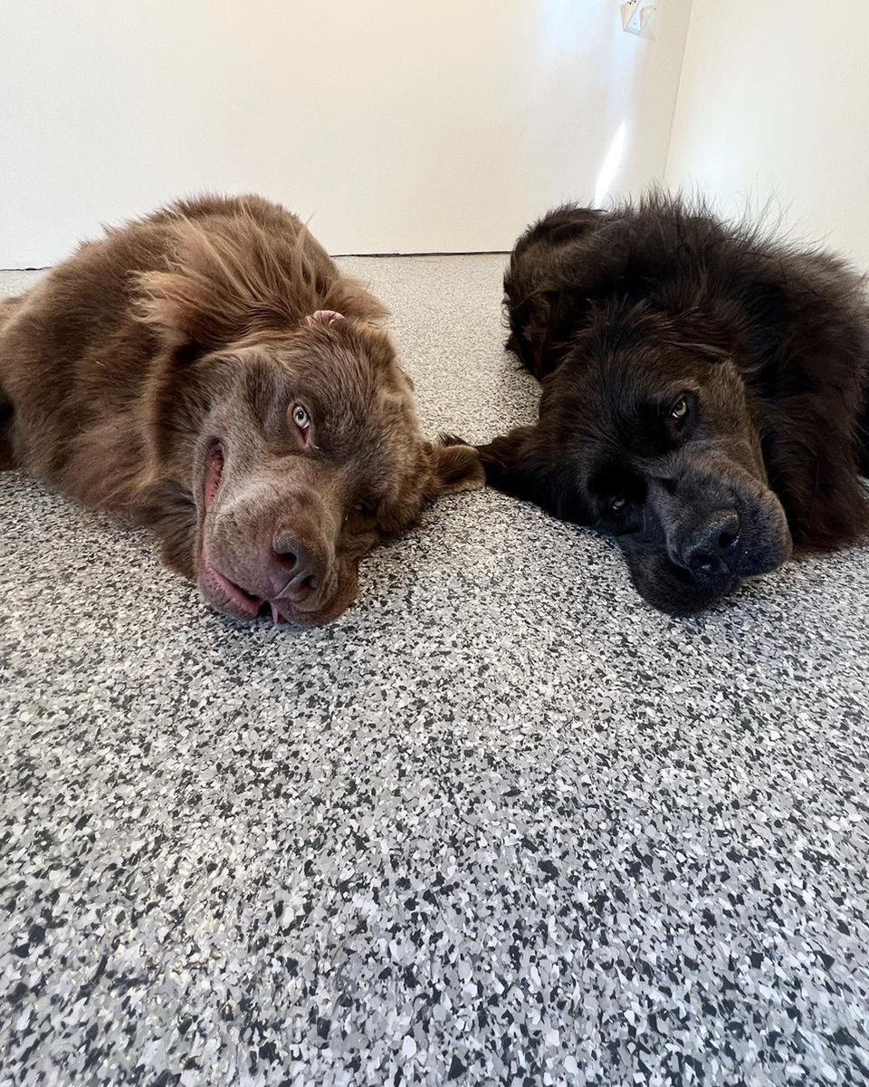 pups1